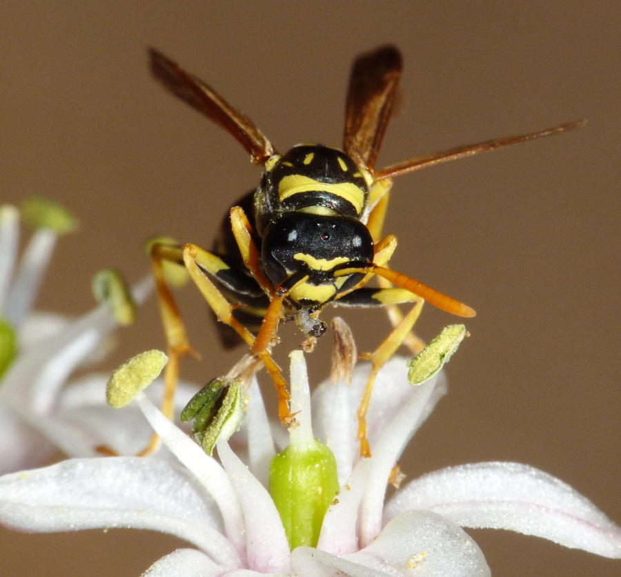 Femmina di Polistes gallicus